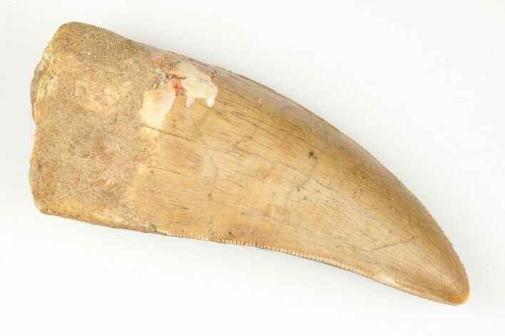 Serrated, Carcharodontosaurus Tooth - Real Dinosaur Tooth #192806